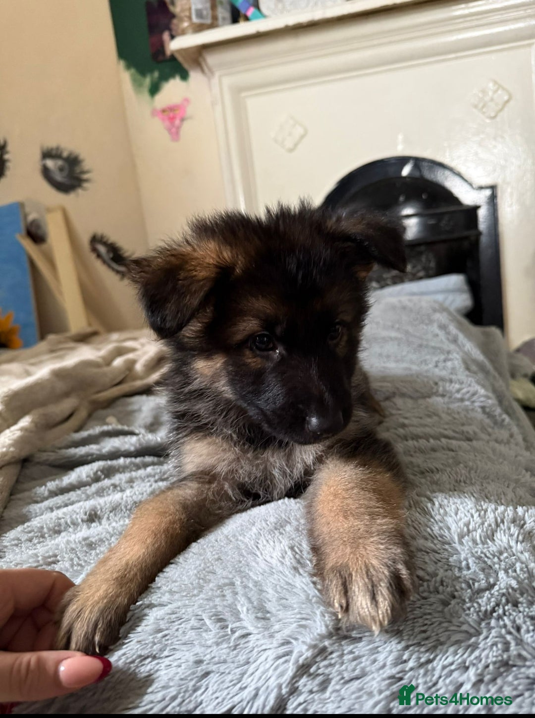 German Shepherd dogs for sale: 6 beautiful long haired German Shepards for sale! - Image 4