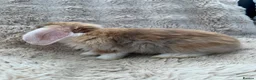 Mini Lop rabbits for sale: Mini Lops Ready to Leave  - Advert 5