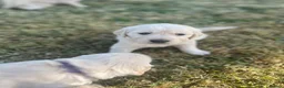 Golden Retriever dogs for sale: KC Registered Golden Retriever Puppies - Advert 2