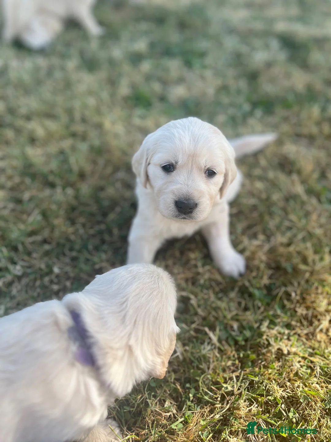 Golden Retriever dogs for sale: KC Registered Golden Retriever Puppies - Advert 2