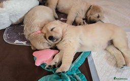Goldendoodle dogs for sale: Goldendoodle retriever  - Image 14