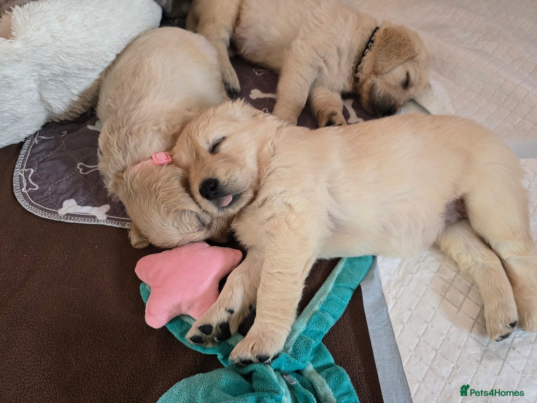 Goldendoodle dogs for sale: Goldendoodle retriever  - Image 14