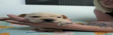 Mixed Breed 6