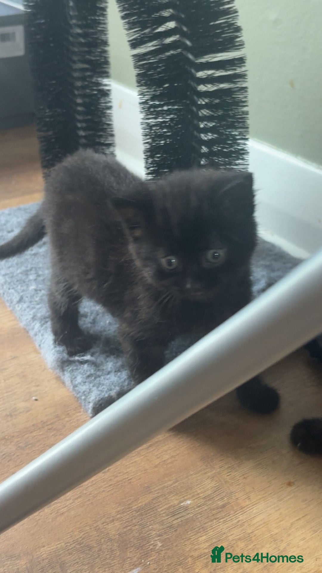 Ragdoll cats for sale: 3 ragdoll cross kittens  - Advert 13