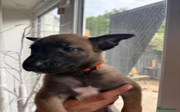 Belgian Shepherd Dog dogs for sale: Belgian malinois  - Image 10