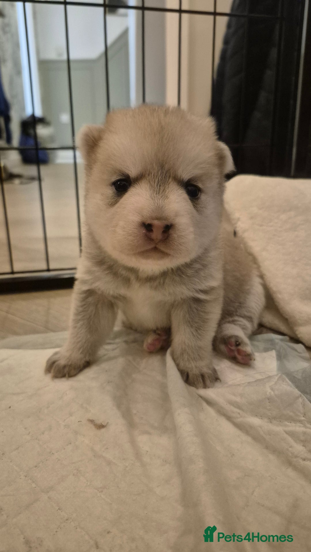 Pomsky dogs for sale: 🐾 New Year Pomsky Puppies – Mini Husky 🐾 - Advert 7
