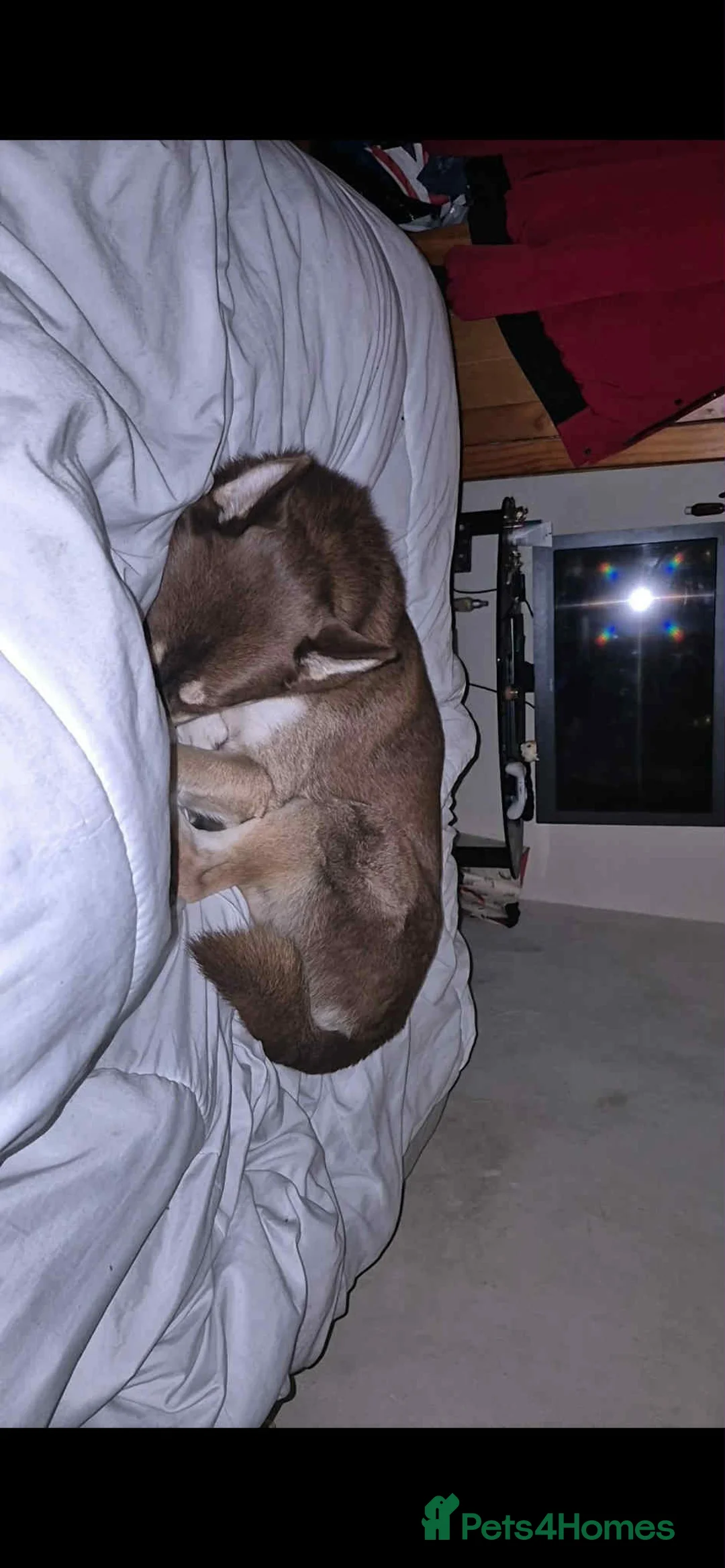 Siberian Husky dogs for sale: Meet Tyr the Husky 🐕💙 - Advert 2