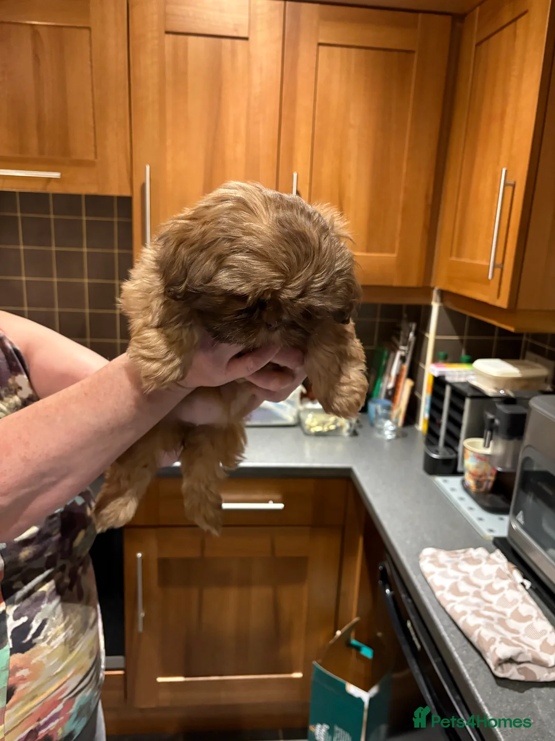 Shih Tzu dogs for sale: ALL SOLD THANK YOU - Advert 8