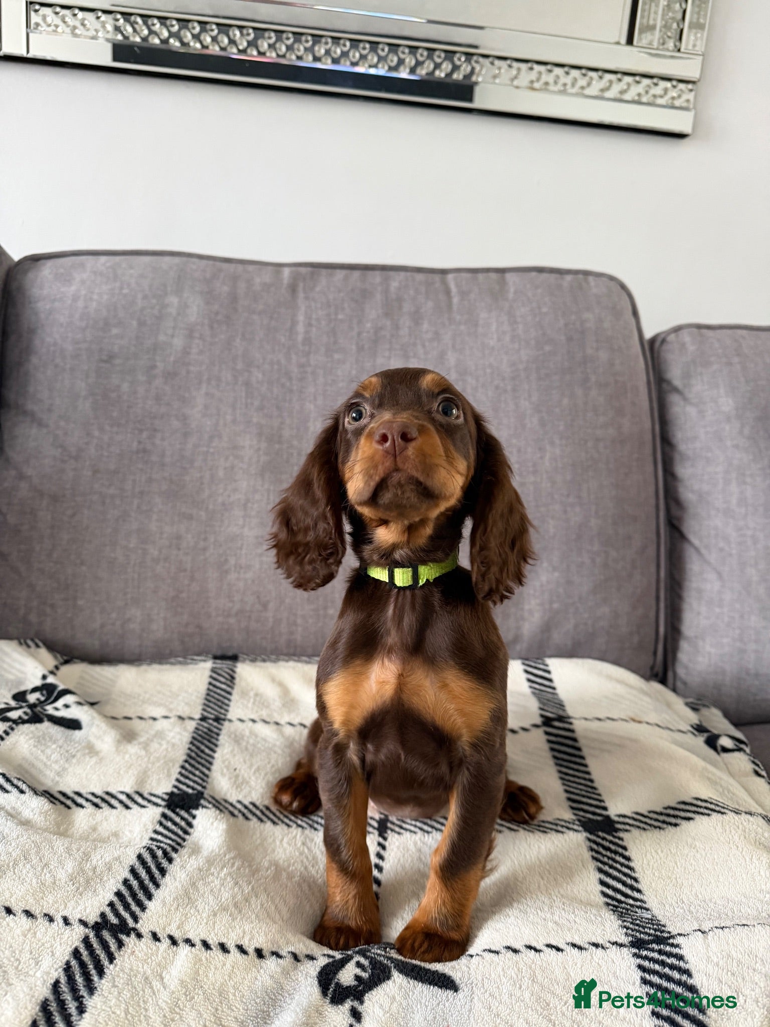 Cocker Spaniel dogs LAST BEAUTIFUL COCKER GIRL PUP LEFT READY NOW!  - Advert 4