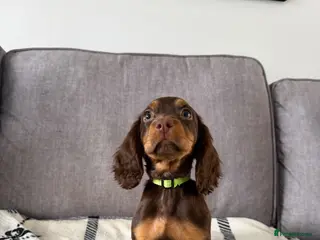 Cocker Spaniel dogs LAST BEAUTIFUL COCKER GIRL PUP LEFT READY NOW! - Advert 4