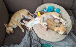 Chihuahua dogs for sale: 💖 3 Beautiful Chihuahua Puppies - Image 2