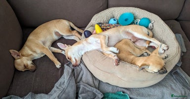 Chihuahua dogs - Advert 3