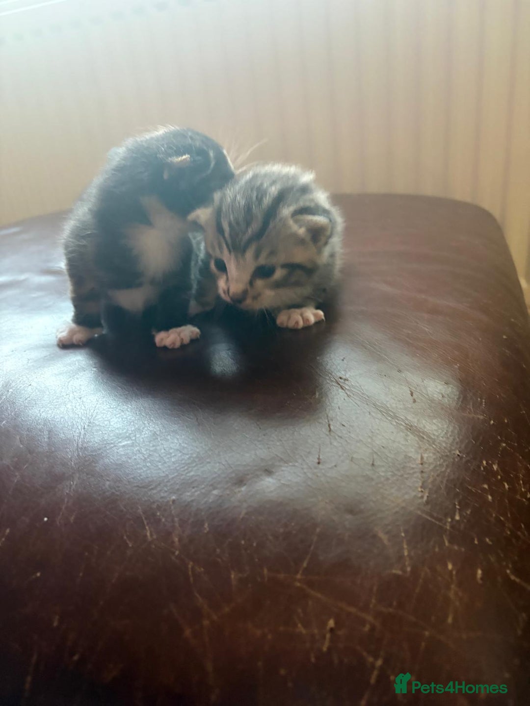 Mixed Breed cats for sale: Only 2 kittens available  - Advert 6