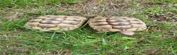 Tortoise reptiles for sale: Greek spur-thighed tortoises (Testudo graeca)  - Advert 2