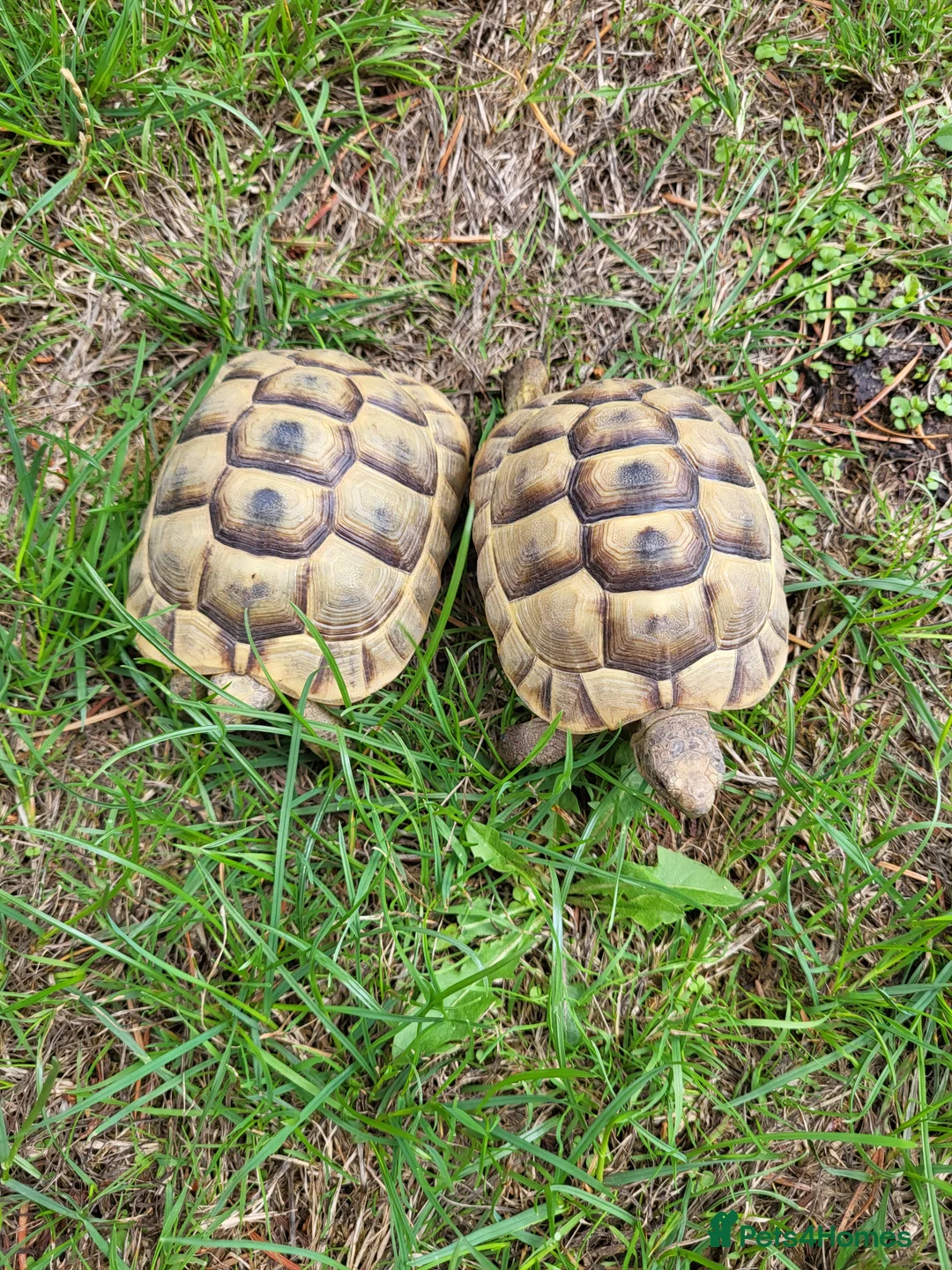 Tortoise reptiles for sale: Greek spur-thighed tortoises (Testudo graeca)  - Advert 2
