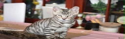 Toyger cats for sale: TWO STUNNING WILD LOOKING TOYGER CUBS - Advert 14