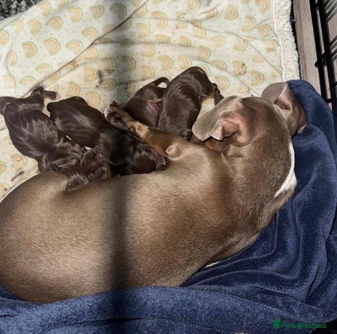 Miniature Dachshund dogs for sale: Mini Duchshund puppy - Advert 4