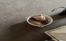 British Longhair cats for sale: Pretty Kittens  - Image 4