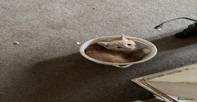 British Longhair cats - Advert 8