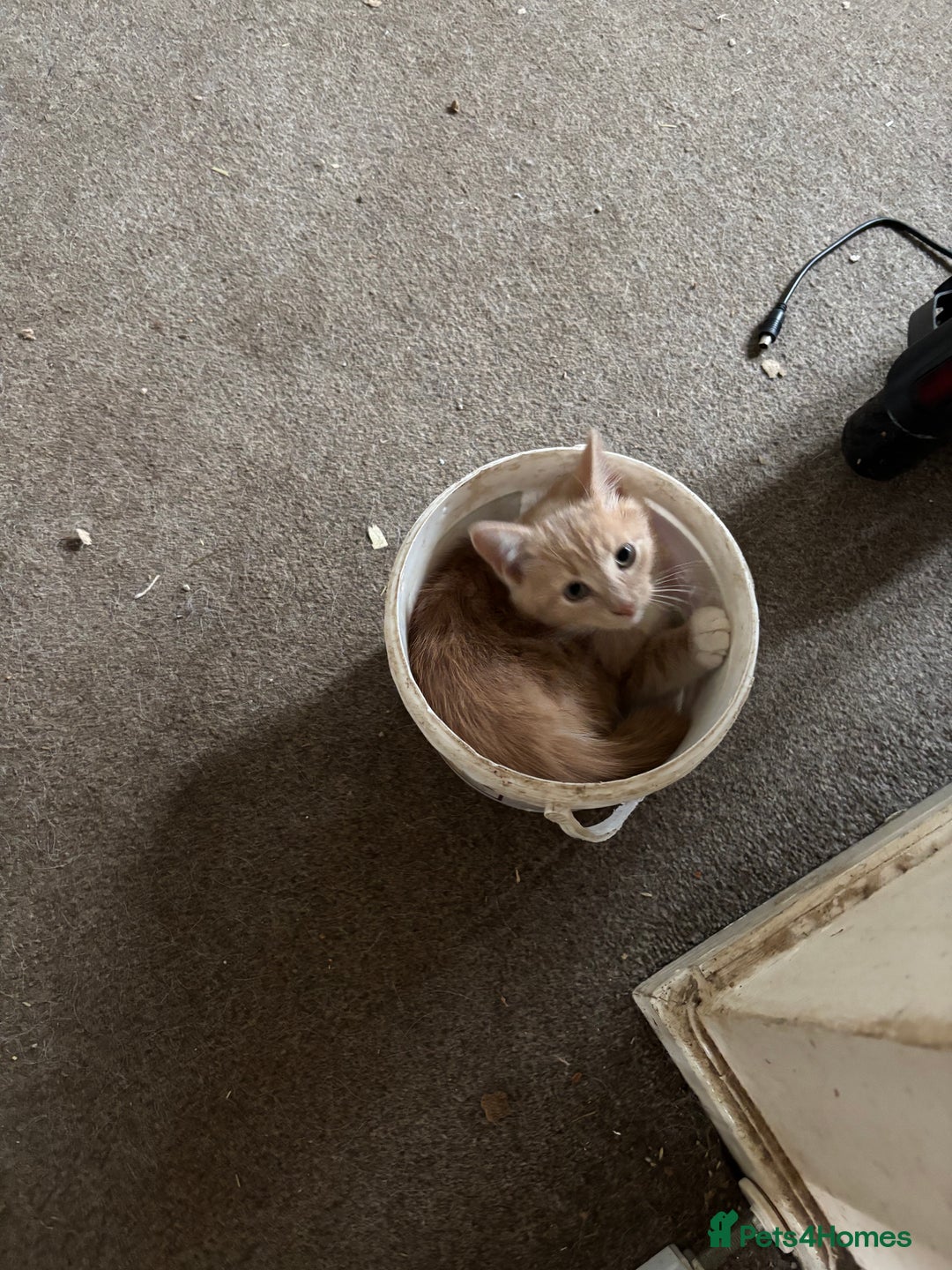 British Longhair cats for sale: Pretty Kittens  - Image 4