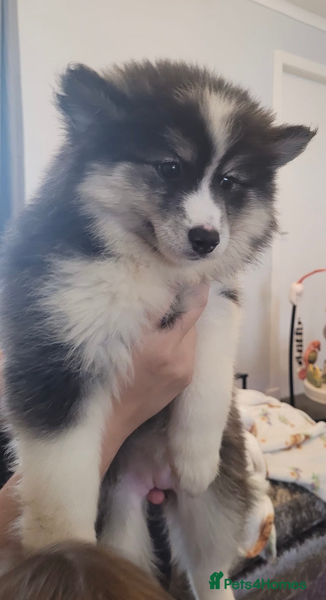 Pomsky dogs for sale: Pomsky Puppies - Advert 11