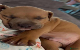 Mixed Breed dogs for sale: Both ready to leave now!   - Image 20