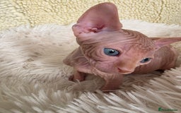 Sphynx cats for sale: Adorable Sphynx kittens💝🐈‍⬛🐈 - Image 12