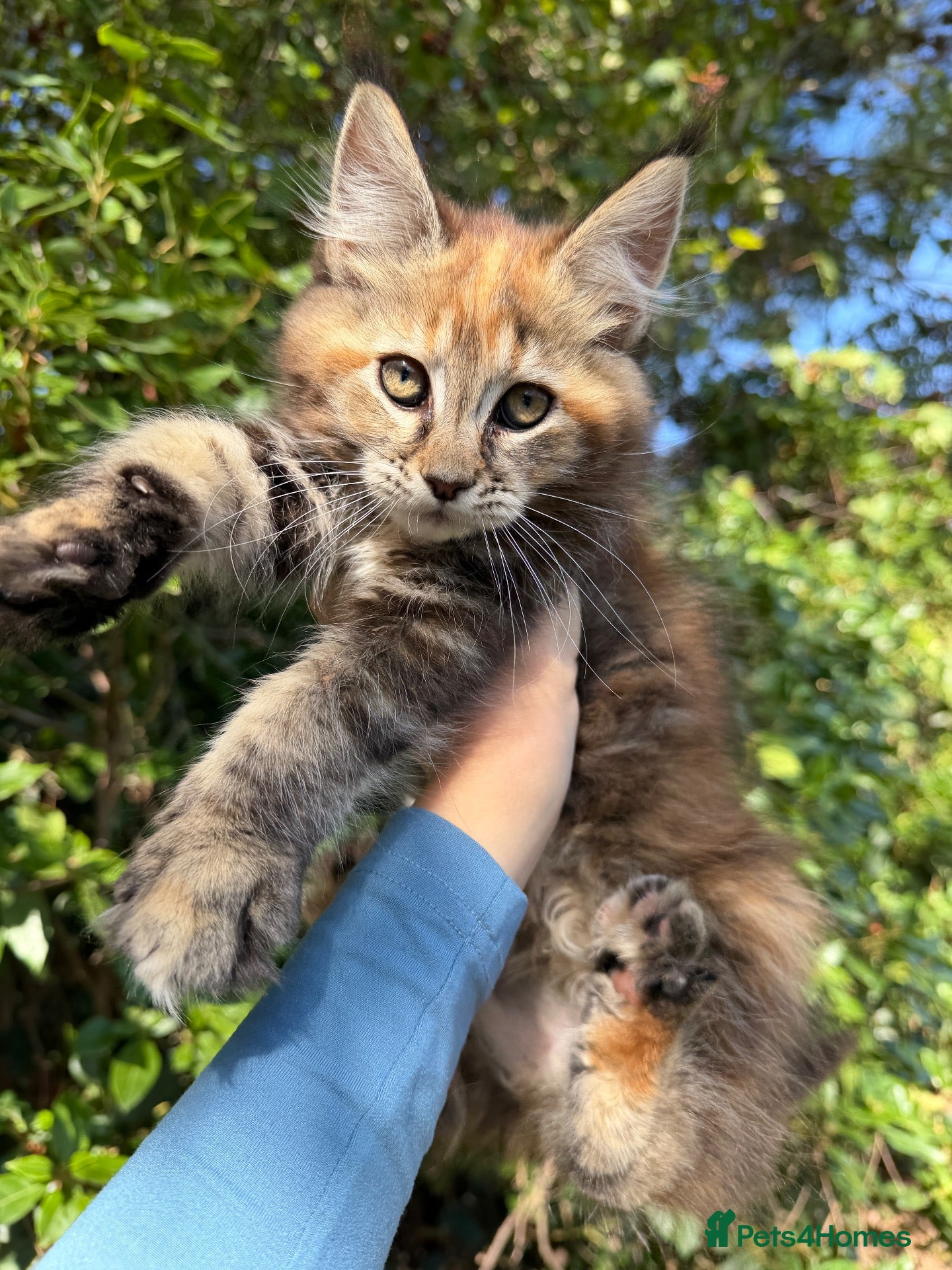 Maine Coon cats TICA Registered Pedigree Maine Coon Girls - Advert 1