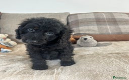 Cockapoo dogs for sale: Gorgeous F1 cockapoo puppies  - Image 19