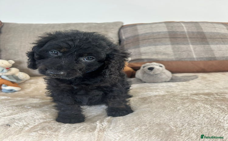 Cockapoo dogs - Advert 1