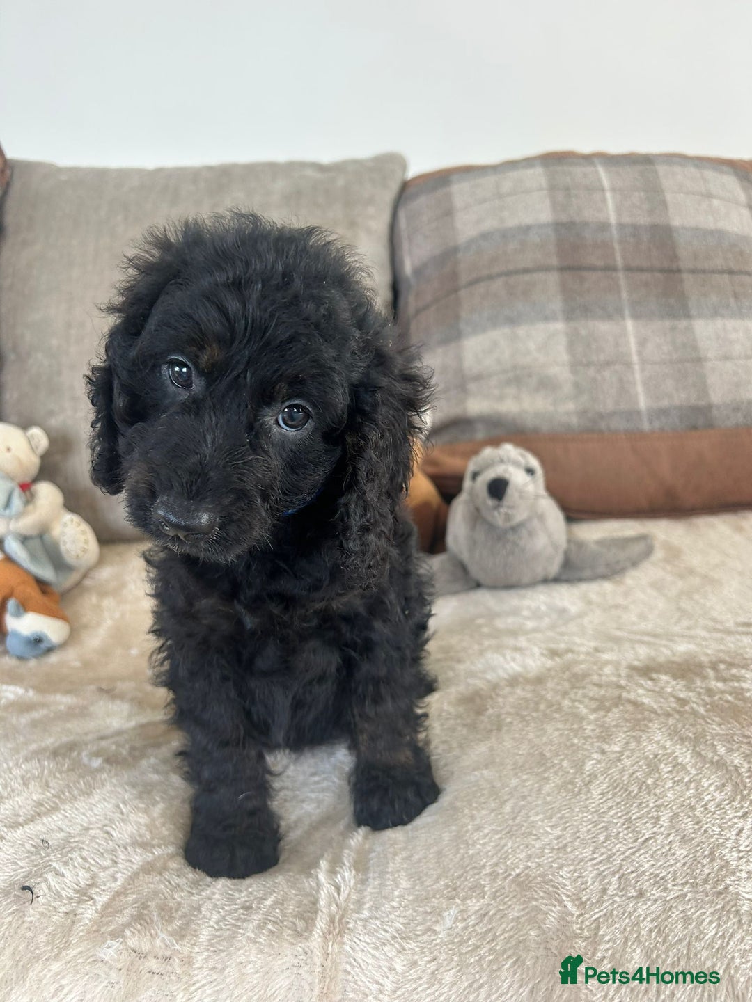 Cockapoo dogs for sale: Gorgeous F1 cockapoo puppies  - Image 19