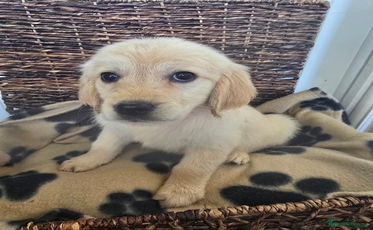 Golden Retriever dogs - Advert 12