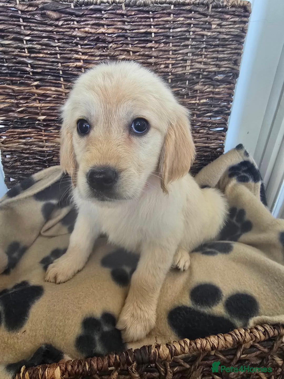 Golden Retriever dogs for sale: Beautiful Golden Retrievers READY TO GO!  - Image 1