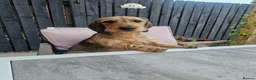 Dachshund dogs for stud: 5th gen pedigree KC teckel Dachshund  - Advert 5
