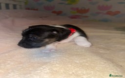 Jack Russell dogs for sale: Stunning Jack Russell puppies - Image 10