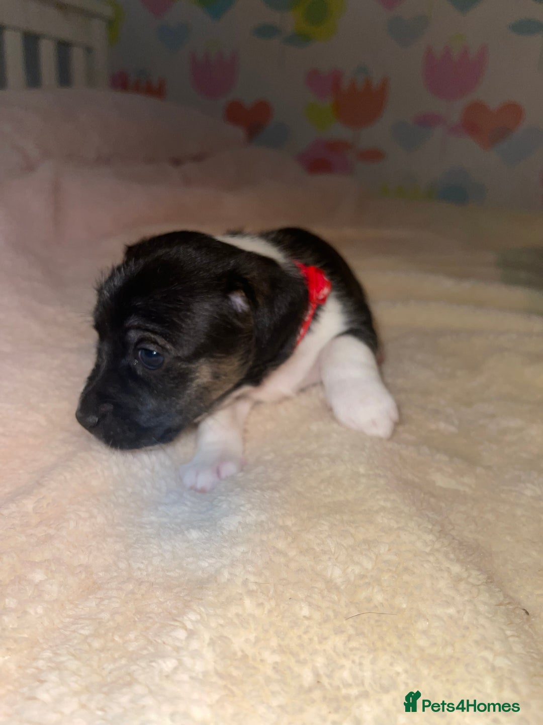 Jack Russell dogs for sale: Stunning Jack Russell puppies - Image 10