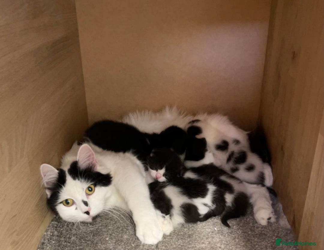 British Longhair cats for sale: Black & white kittens  - Image 2