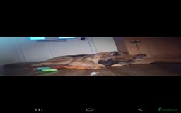 Mixed Breed dogs for sale: ALASKAN SHEPHERD UP FOR REHOMING - Image 2