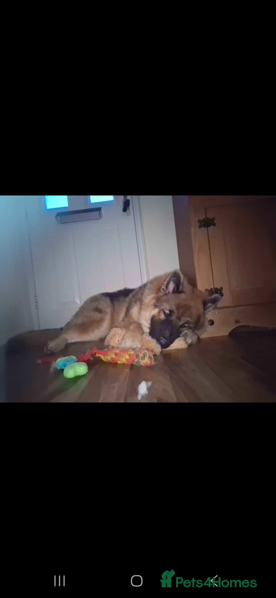 Mixed Breed dogs for sale: ALASKAN SHEPHERD UP FOR REHOMING - Image 2