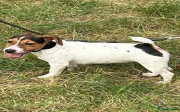 Jack Russell dogs for sale: Jack Russell puppies  - Image 18