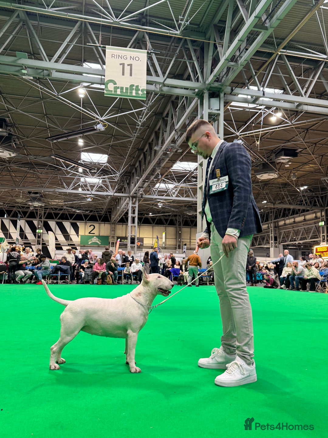 English Bull Terrier dogs for sale: CH BLOODLINE TRUE BULL TERRIERS - Advert 2