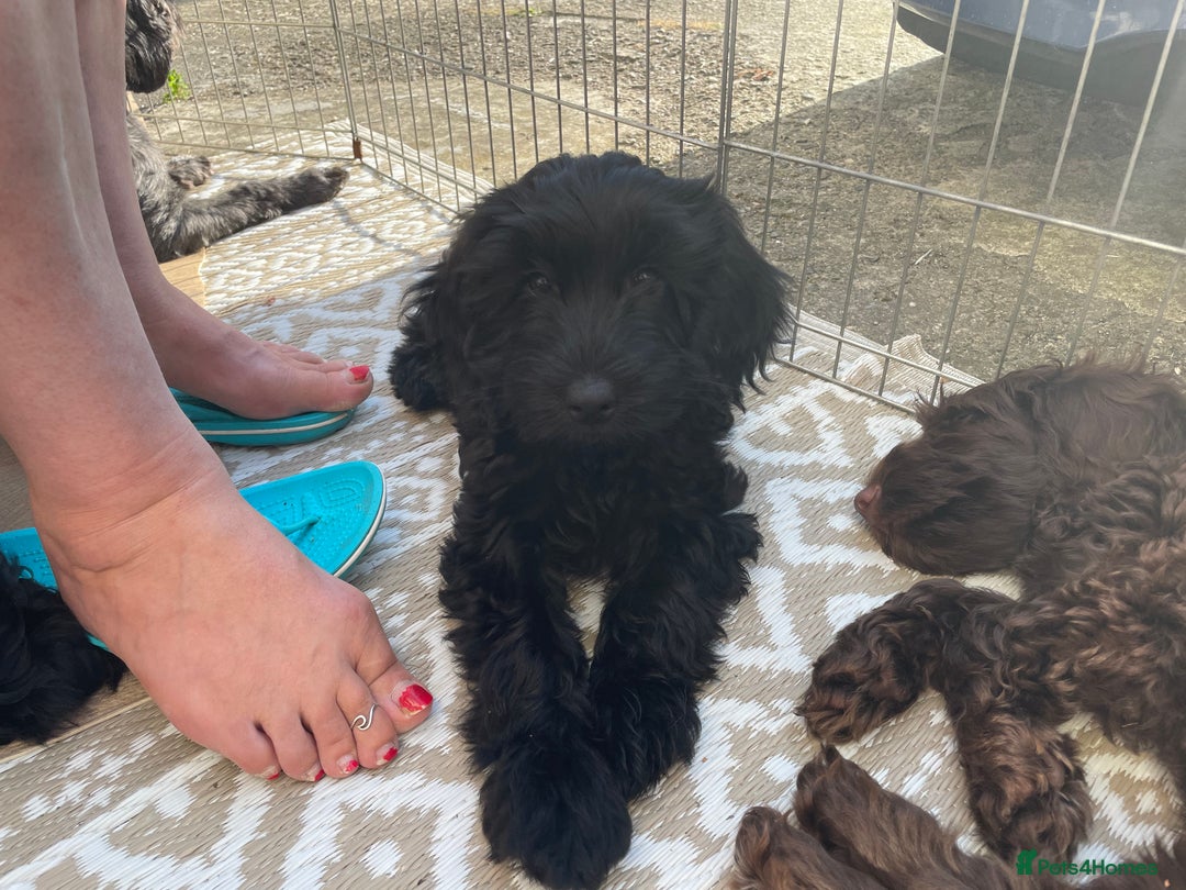 Sproodle dogs for sale: REDUCED 2 x Beautiful F2 Sproodle Girls VACCINATED - Image 2