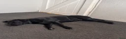 Cockerdor dogs for sale: Gorgeous black 9 month old male Cockador  - Advert 7
