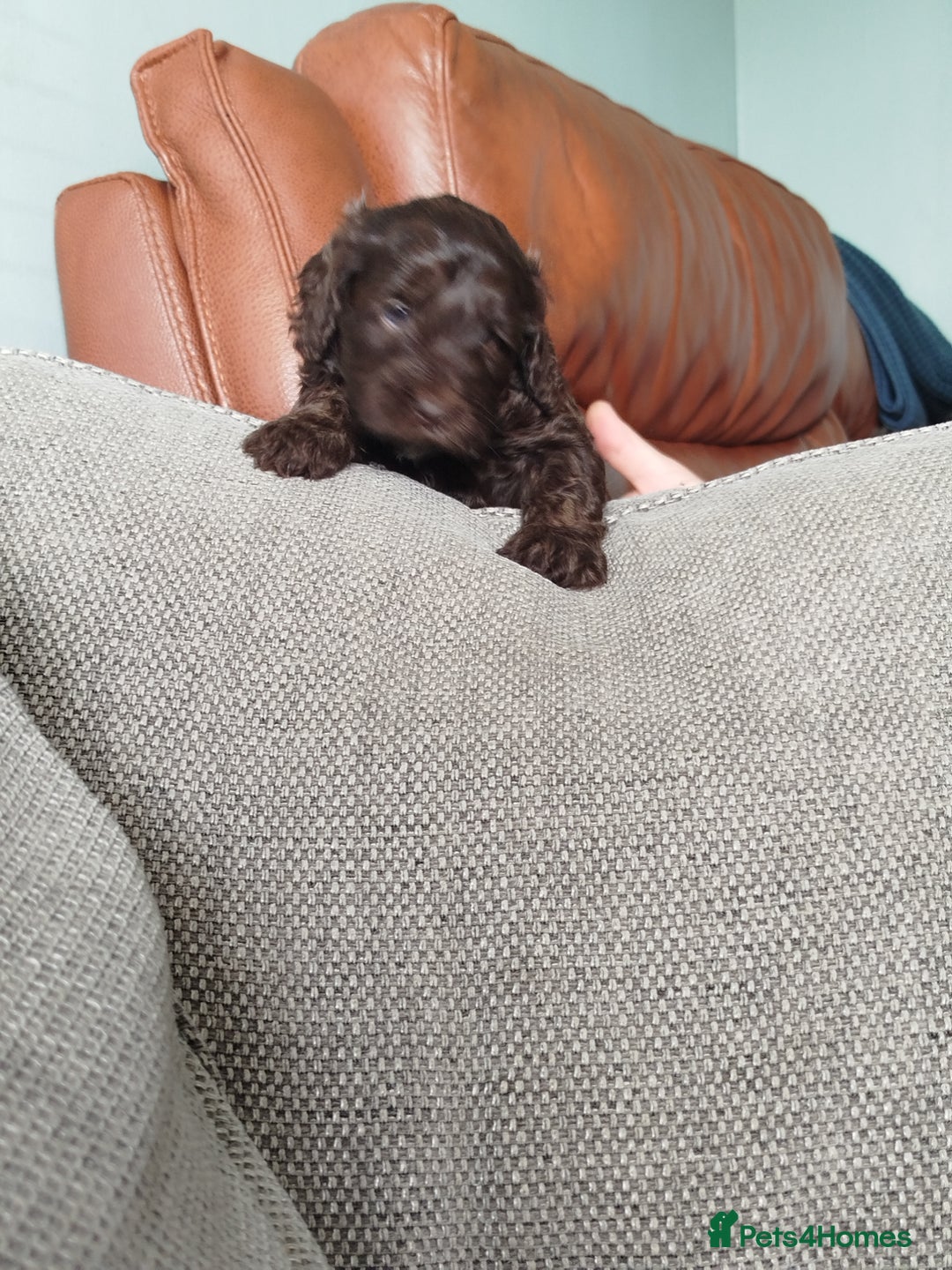 Cockapoo dogs for sale: Stunning cockapoo puppies  - Image 31