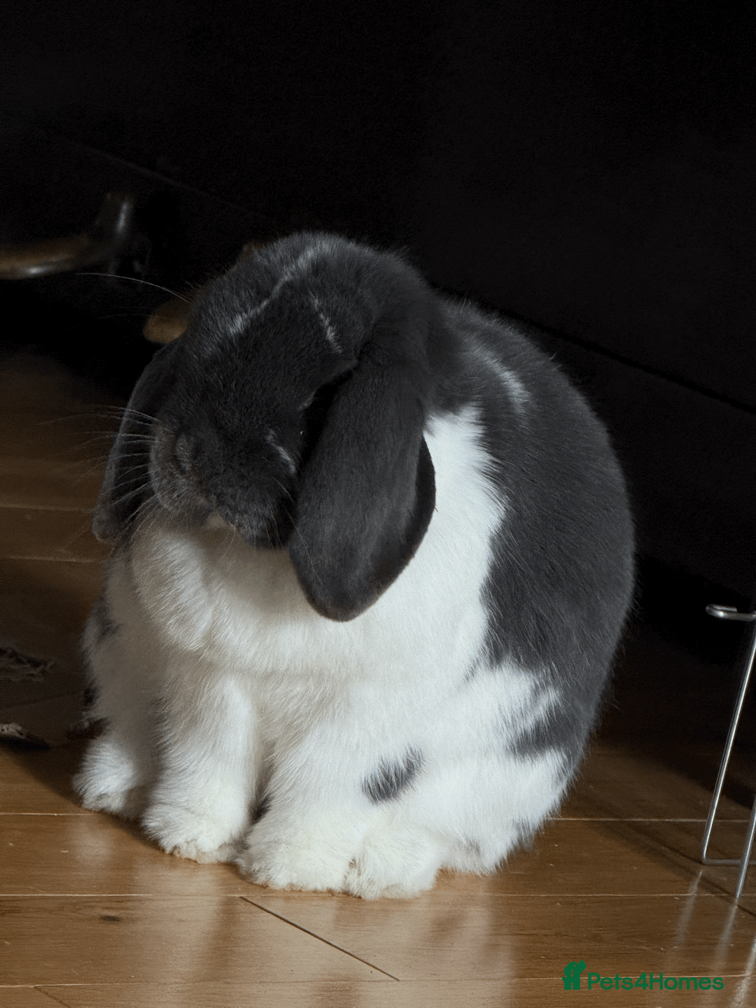 Mini Lop rabbits for sale: Two mini lops for sale - Advert 3