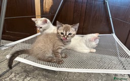 British Shorthair cats for sale: Gorgeous British Shorthair Kittens – Now Ready - Image 5