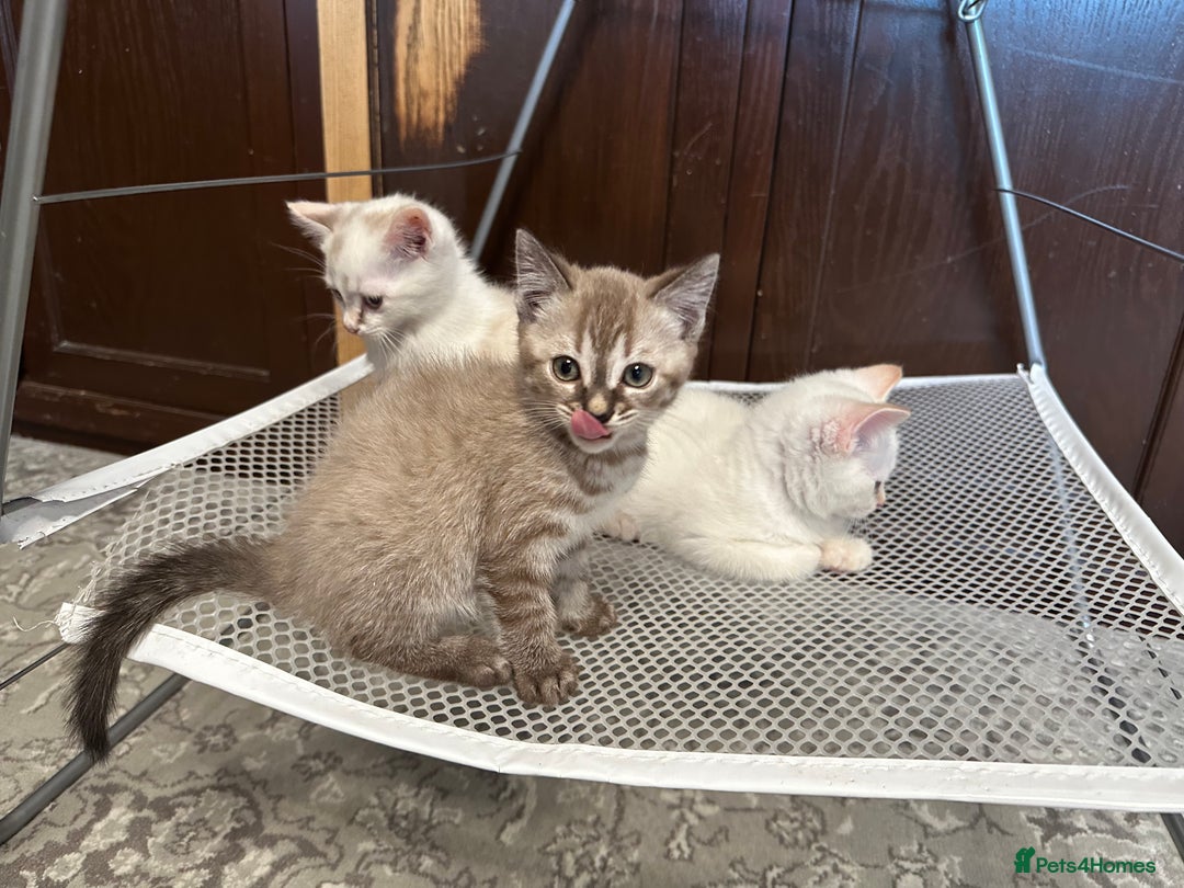 British Shorthair cats for sale: Gorgeous British Shorthair Kittens – Now Ready - Image 5