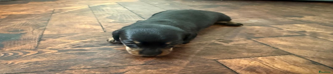 Miniature Dachshund Puppy - Dolly