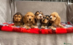 Cocker Spaniel dogs for sale: STUNNING COCKER SPANIEL PUPPIES  - Image 3