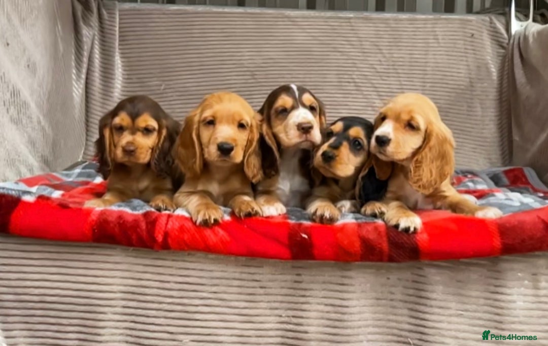 Cocker Spaniel dogs for sale: STUNNING COCKER SPANIEL PUPPIES  - Image 3